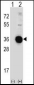 DDIT4 Antibody (C-term)